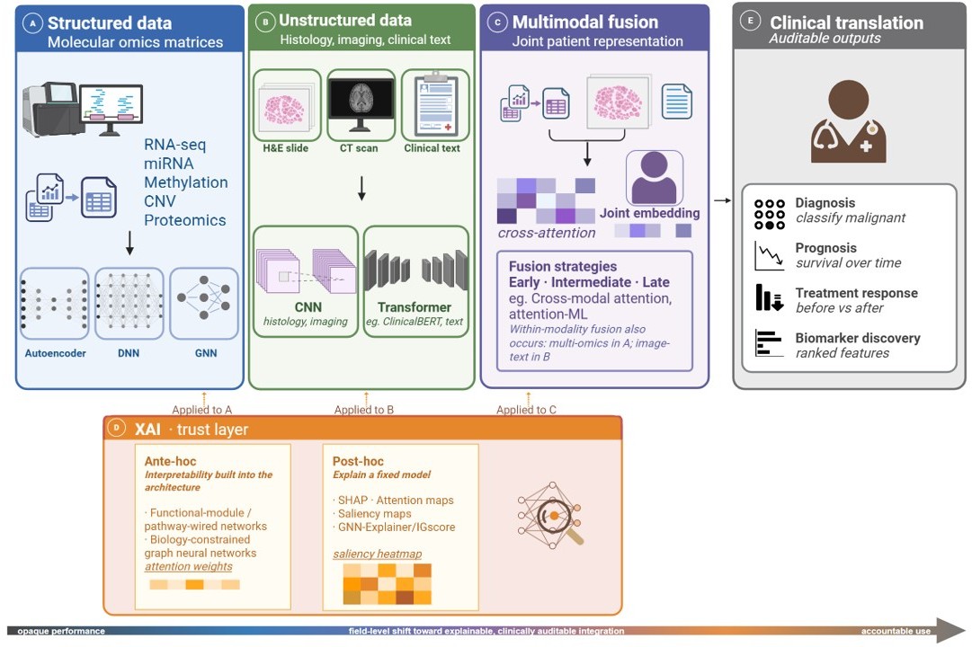 Graphical abstract of deep-learning and explainable-AI data integration across structured, unstructured, and multimodal data, feeding clinical translation